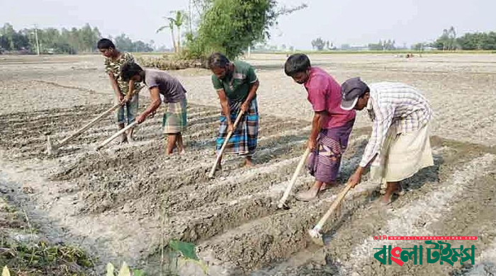 আলুর উৎপাদন খরচ মেটাতে হিমশিম খাচ্ছে কৃষক